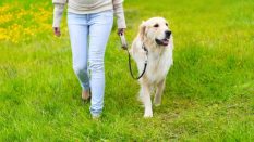 Take Control: How to Use the Right Dog Leash to Improve Your Walks
